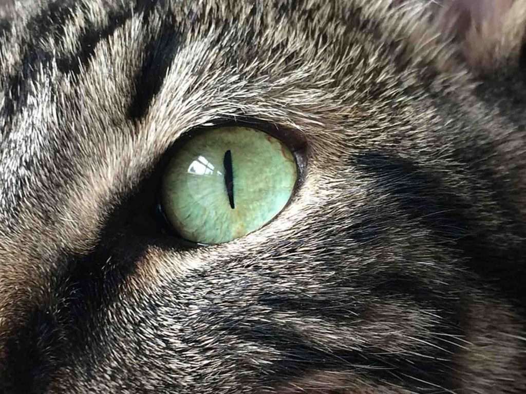 Cat's Eye Chrysoberyl Ring